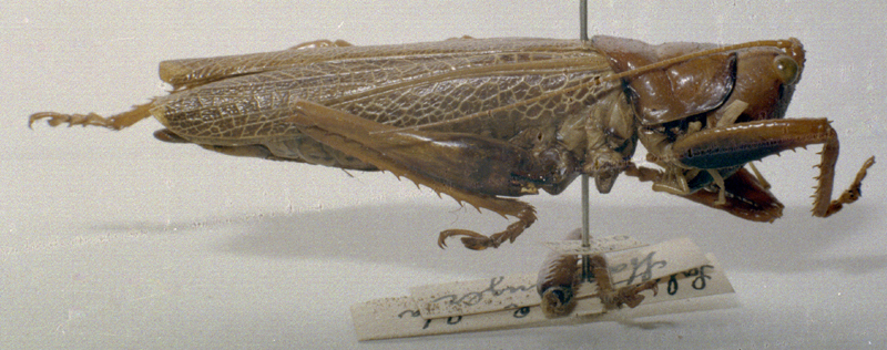 CollectionObject 1503280; MBBJ 3225997, fd884c81-c23a-47c7-9b0c-60d178629b5e: male, lateral view (syntype of Salomona lambda). (CollectionObject).