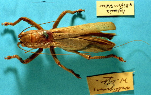 CollectionObject 1516748; 0eb4d5e6-8994-4e5d-a961-9adebaddbe1e: female, dorsal view (holotype). (CollectionObject).