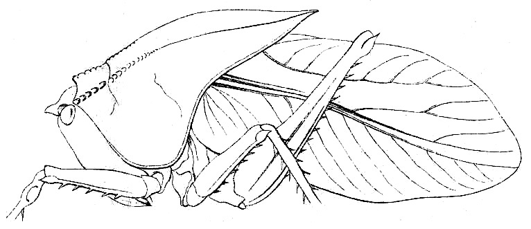 Cesacomora cucullata (Redtenbacher, 1891): Pl. IV, Fig. 67. habitus (probably male, pronotum length 29 mm, tegmina 42 mm). (Otu).