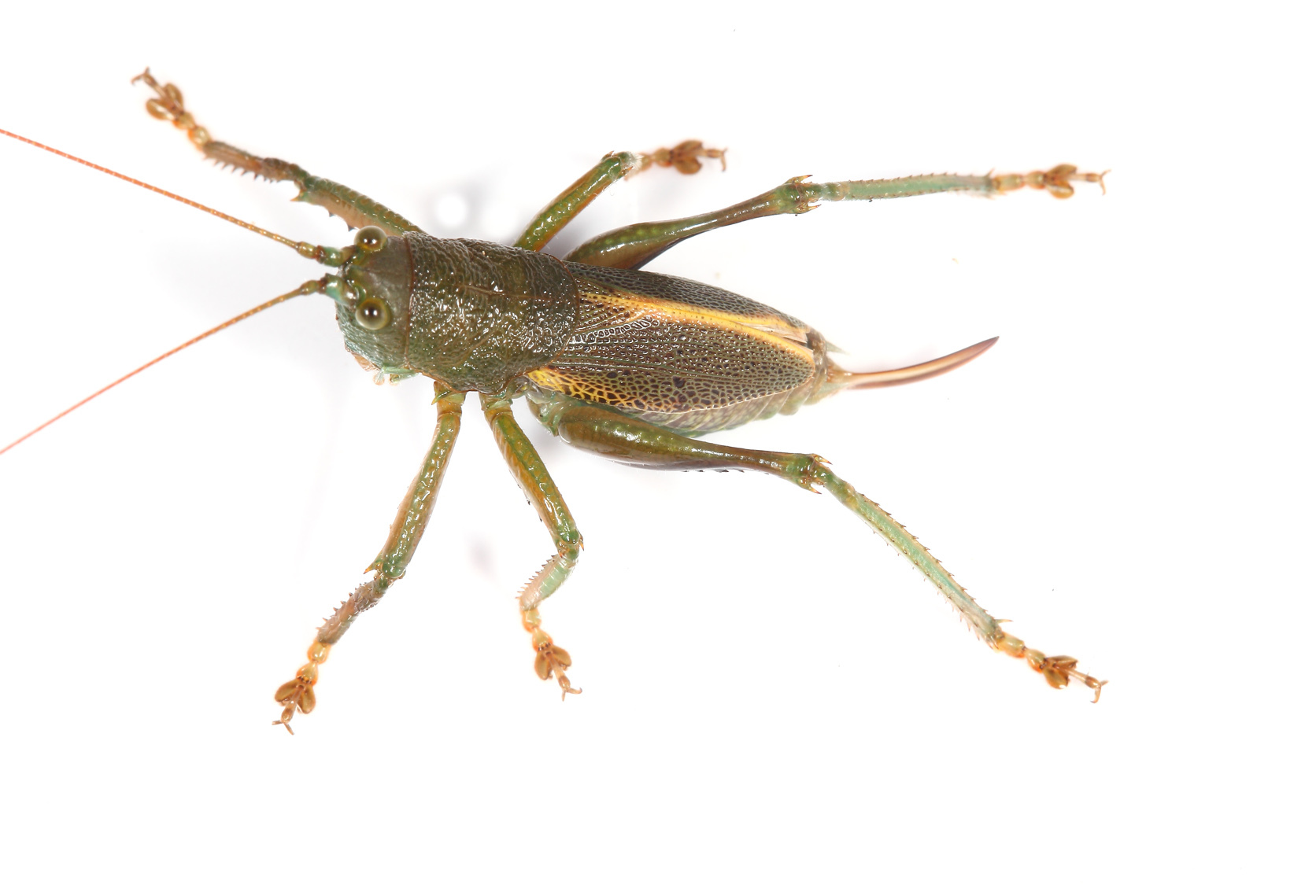 Ingrischagraecia iterika Rentz, Su & Ueshima, 2012: 2014. female. (Otu).