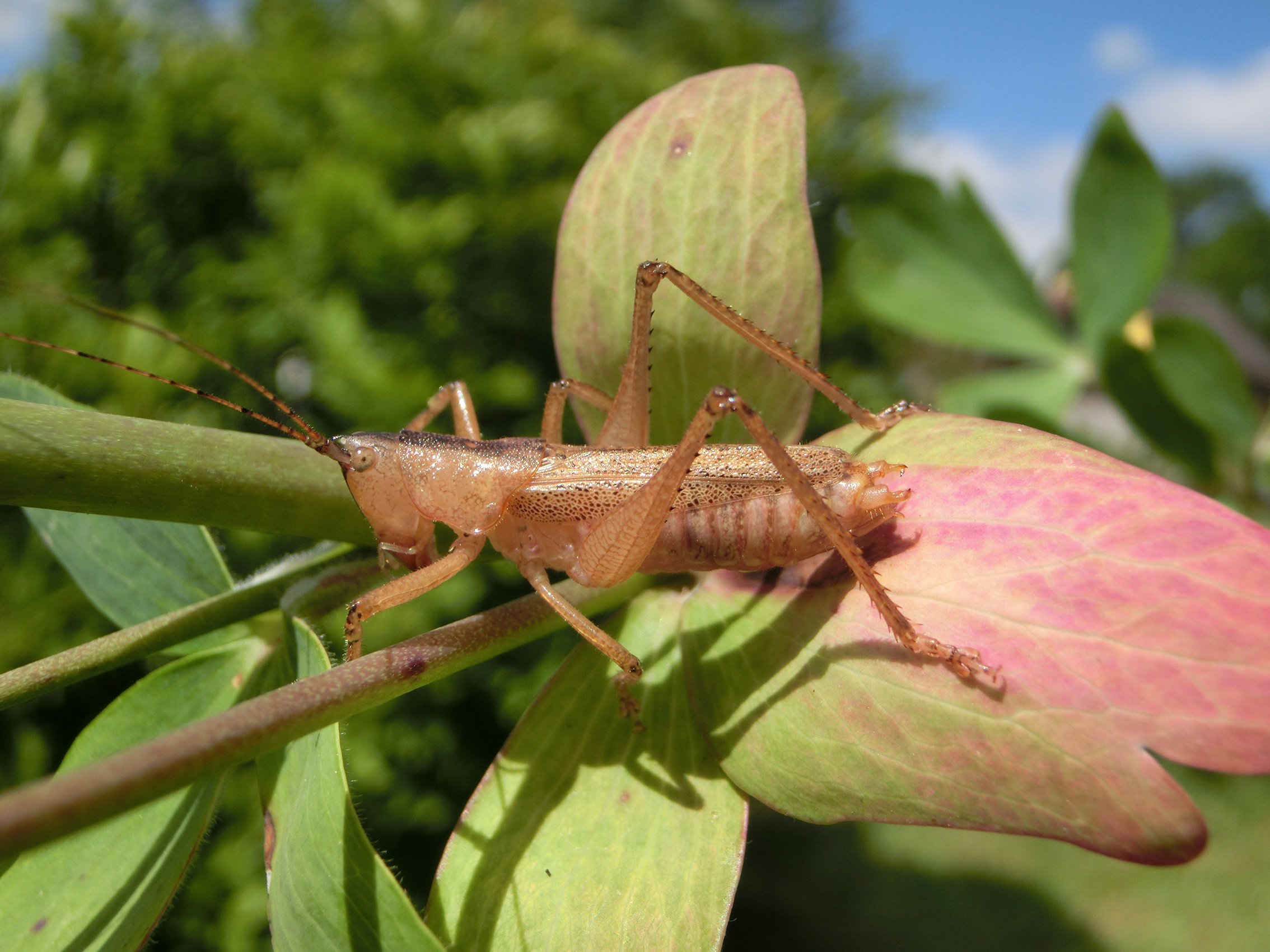 Afroagraecia sansibara (Redtenbacher, 1891): male (Zanzibar, Jozani Forest). (Otu).