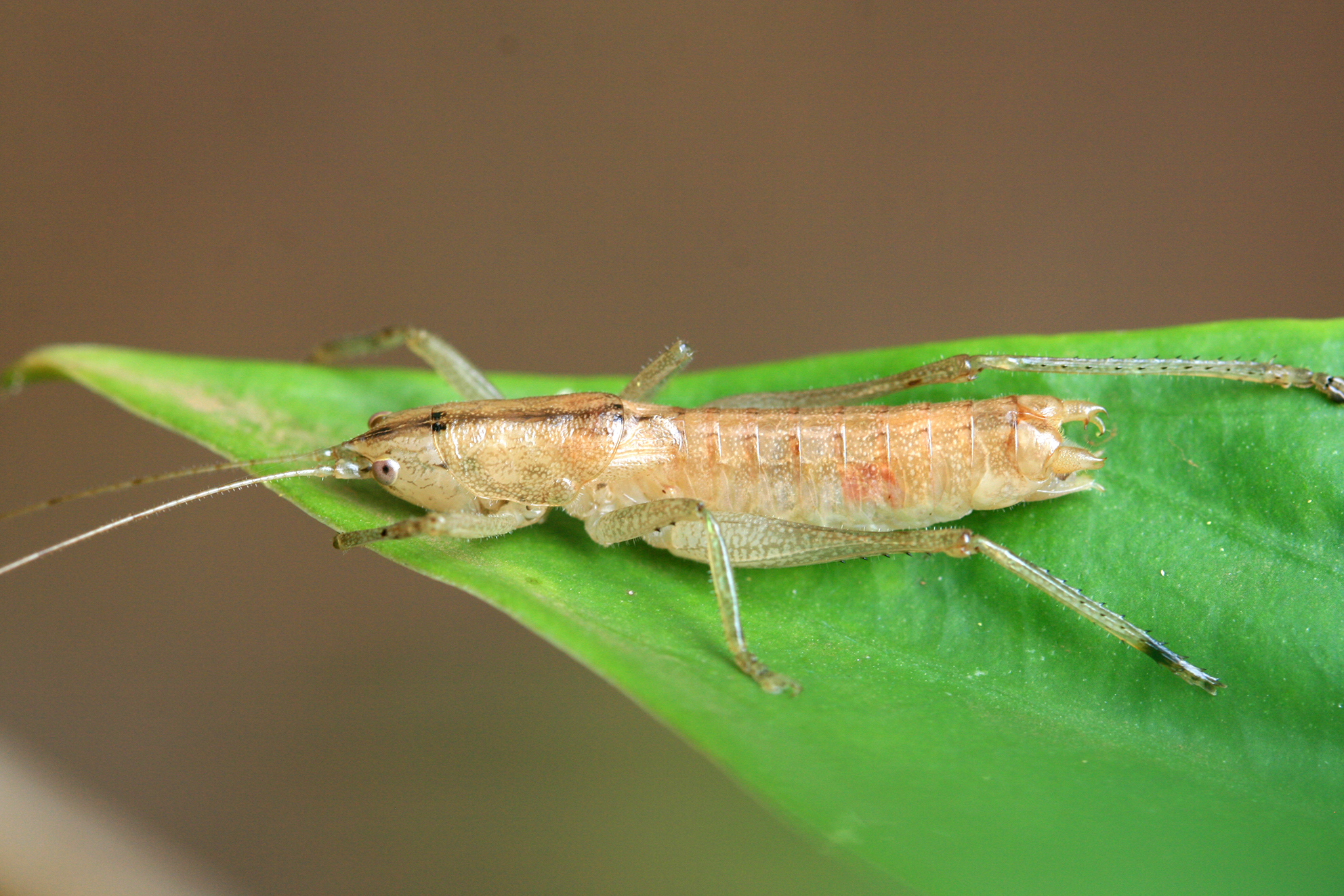 Afroagraecia panteli (Karny, 1907): male (Uluguru Mountains, forest above Morningside, March 2016). (Otu).