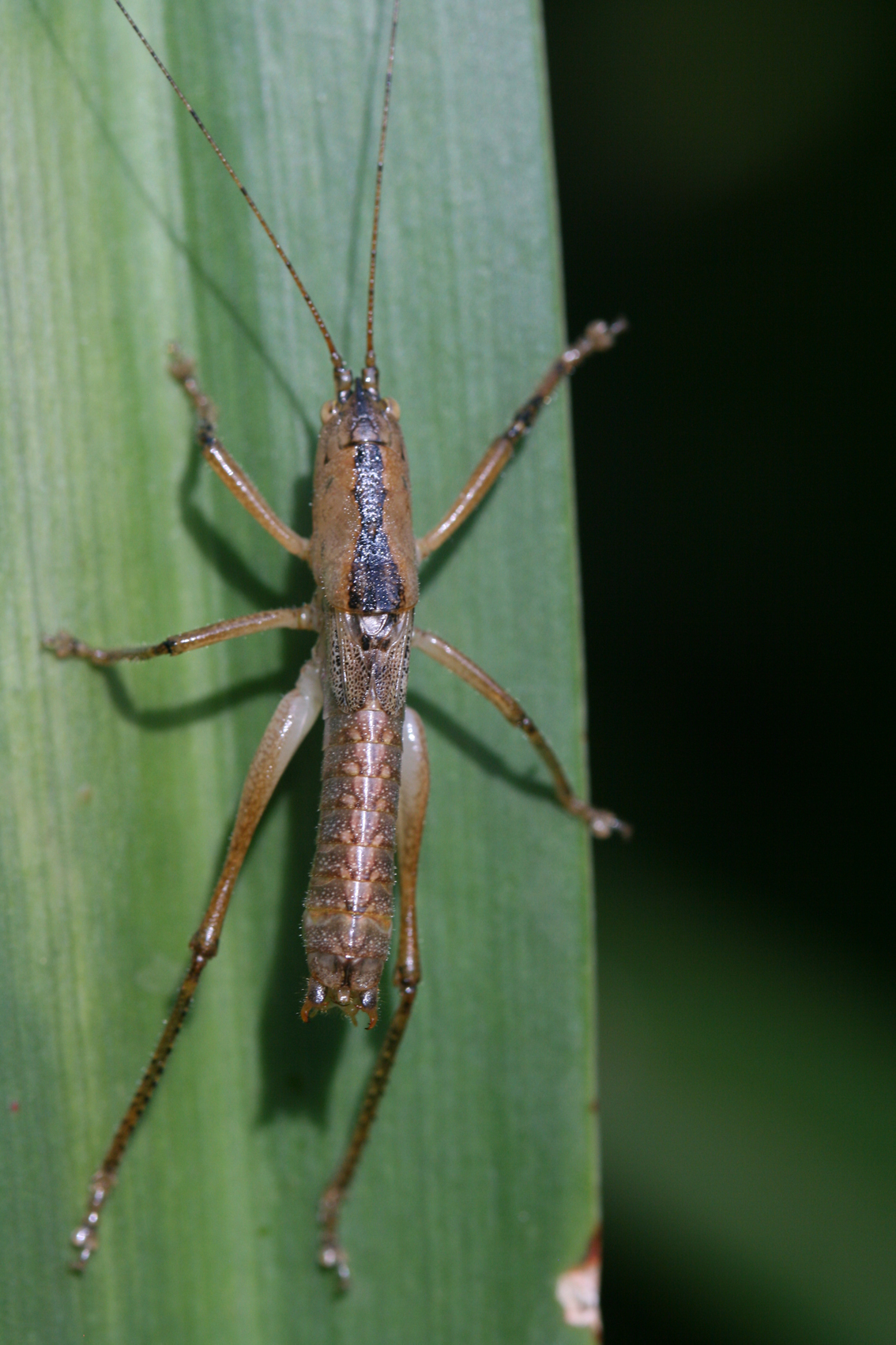 Afroagraecia brachyptera Hemp & Ingrisch, 2013: 2013. male (Kidia). (Otu).