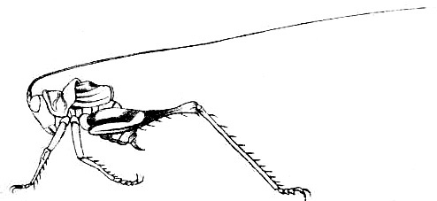 Paraxiphidium versicolor Redtenbacher, 1891: Pl. IV, Fig. 79 c. male habitus (body length 10 mm, pronotum 3.5 mm, tegmina 3.4 mm, hind femora 10.9 mm). (Otu).