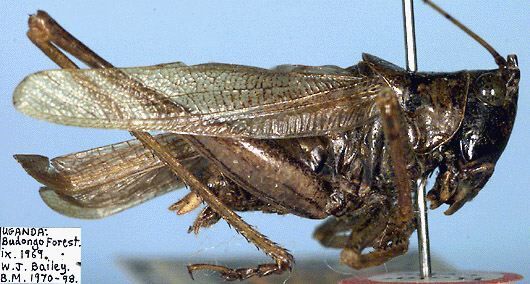 CollectionObject 1516722; 13180e3f-c05b-4c84-9724-252661ad9fa6: male, lateral view (holotype). (CollectionObject).
