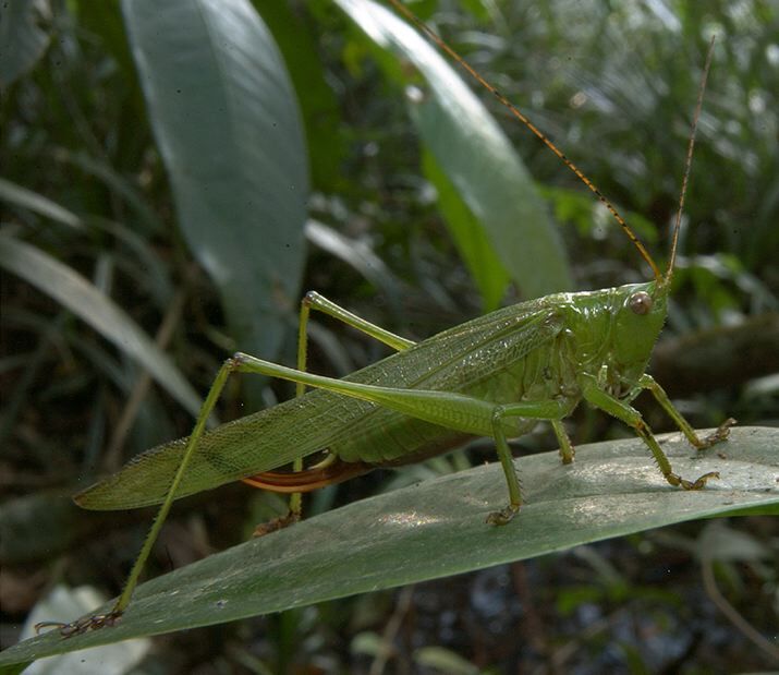 Thyridorhoptrum senegalense (Krauss, 1877): female (Guinea, Pic du Fon). (Otu).