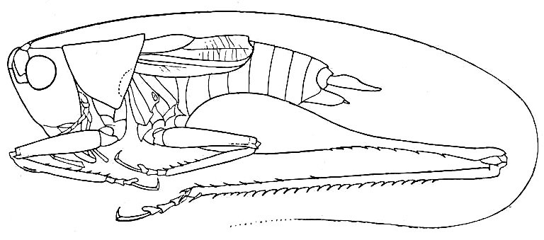 Conocephalus (Anisoptera) ochrotelus Rehn & Hebard, 1915: Pl. XXI, Fig. 7 (after type). male (body length 13.5 mm, pronotum 3.6 mm, tegmina 5 mm). (Otu).