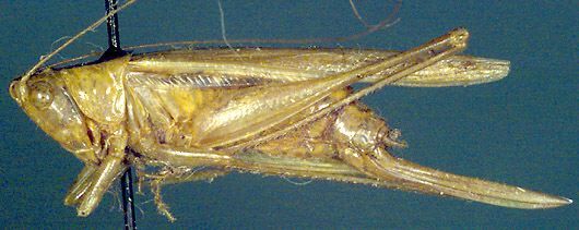 Conocephalus (Anisoptera) fasciatus (De Geer, 1773): female, lateral, view (syntype of Xiphidium vicinum). (Otu).