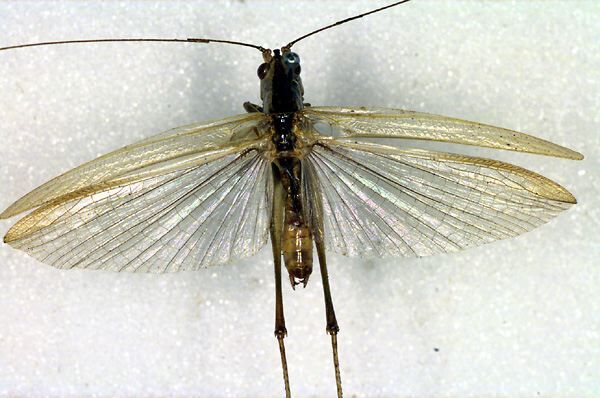 CollectionObject 1500319; 20b87e34-3d52-4fd7-af1b-920d66478a52: male, dorsal view (holotype). (CollectionObject).