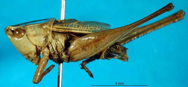 CollectionObject 1500232; 64e8a7c4-5334-4831-adf3-a5437df66ba6: male, lateral view (type). (CollectionObject).