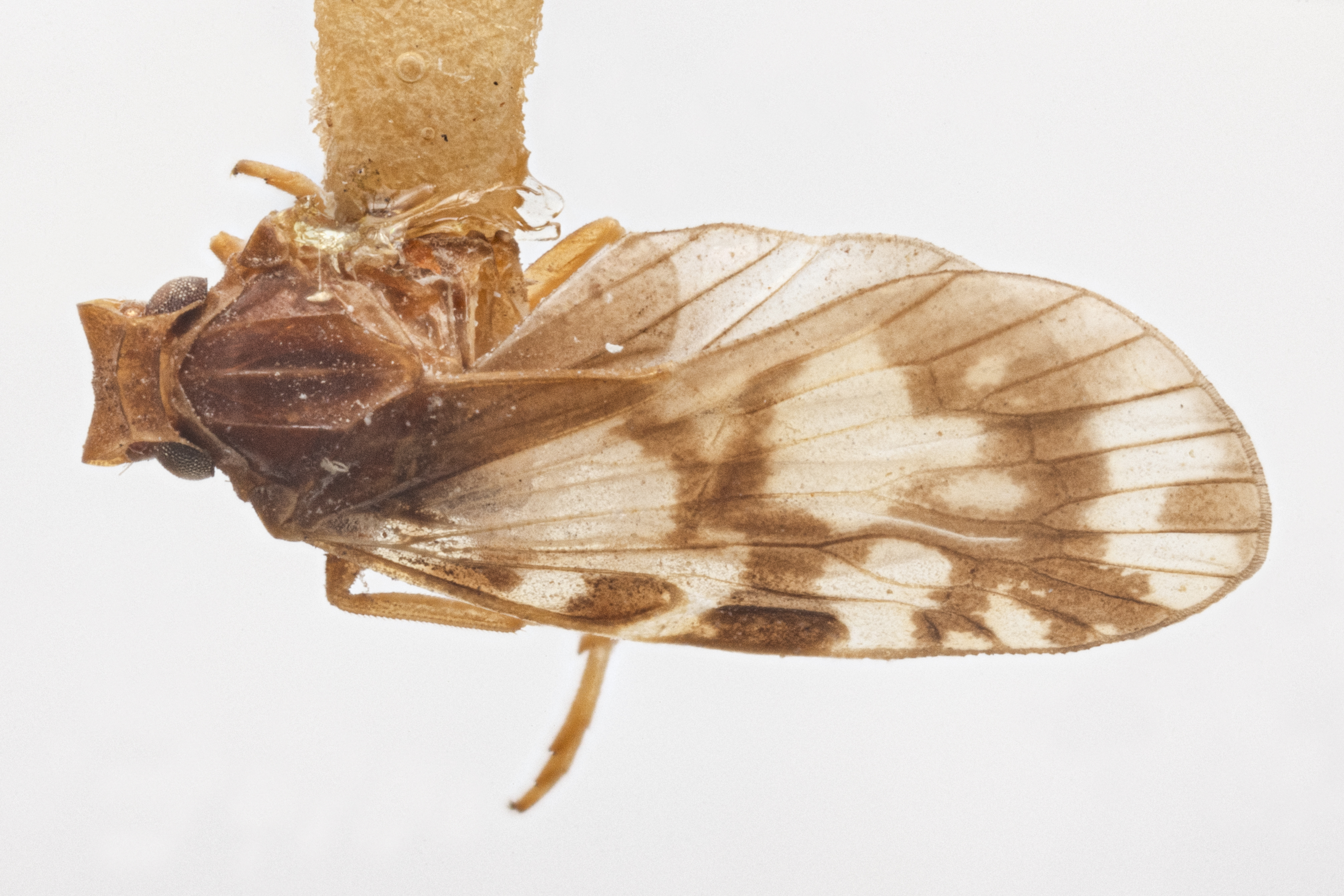 Habitus, dorsal view: !! display not done !! on Bothriocera turcafa Kramer, 1983: (Observation).
