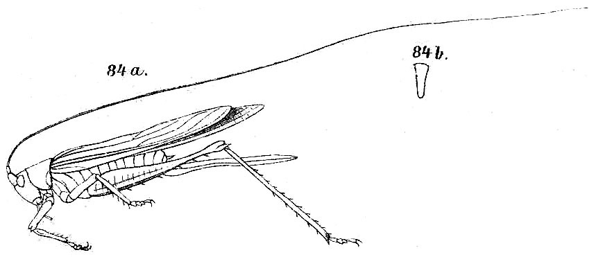 Conocephalus (Anisoptera) longipennis (Haan, 1843): Pl. IV, Fig. 84 a, b [fastigium]. female habitus (pronotum length 3.2-3.4 mm, tegmina 20-21.3 mm, ovipositor 14.5-18 mm) and fastigium, frontal view. (Otu).