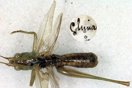 CollectionObject 1520483; cd517fde-34ed-466a-9be8-ad840f1a8583: male, dorsal view (paratype of Xiphidium sinense). (CollectionObject).