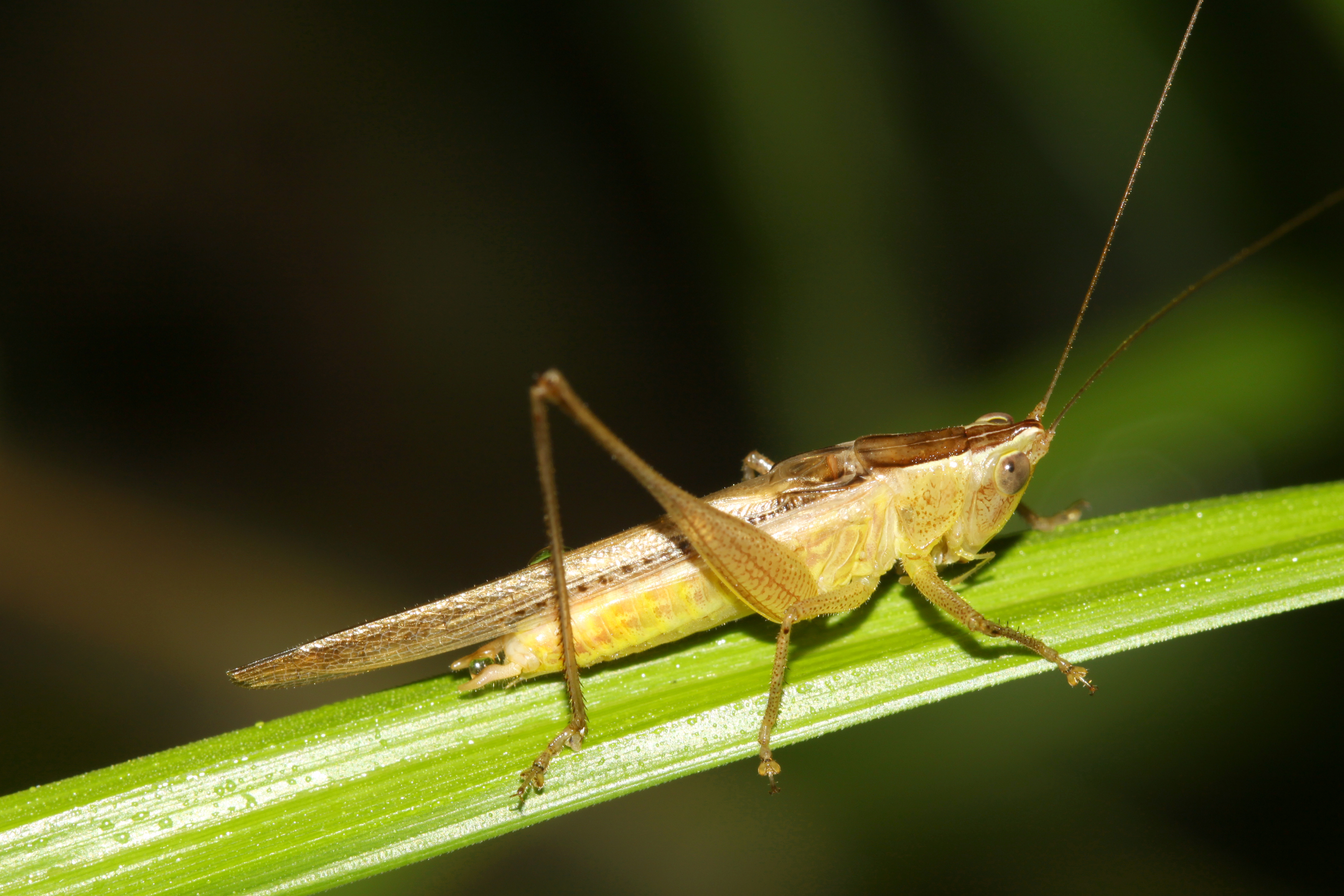 Conocephalus (Anisoptera) maculatus (Le Guillou, 1841): male (Siargao Island, 16 October 2018). (Otu).