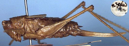 CollectionObject 1516769; 569a73dd-1e38-4933-bc65-2c4f0c3ced54: female, lateral view (holotype). (CollectionObject).