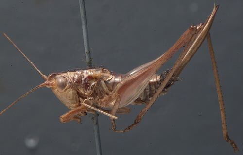 CollectionObject 1506617; bac15697-b2ce-44b6-9d46-63a1d687cbf2: female, lateral view (paralectotype of Xiphidium geniculare). (CollectionObject).