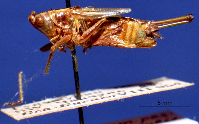 CollectionObject 1520482; 1e1ba287-c08f-483c-9d01-1458dd0457c5: male, left lateral view. (CollectionObject).