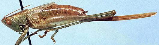 Conocephalus (Anisoptera) resacensis Rehn & Hebard, 1915: female, lateral view (allotype). (Otu).