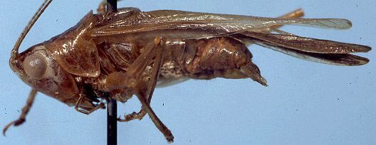Conocephalus (Anisoptera) equatorialis (Giglio-Tos, 1898): male, lateral view (syntype?). (Otu).