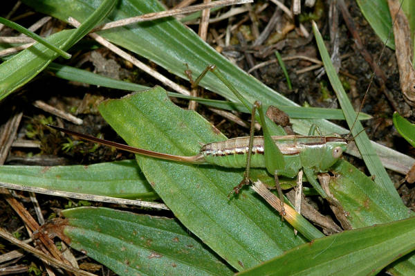 Conocephalus (Anisoptera) strictus (Scudder, 1875): 21-Sept-2005. female. (Otu).