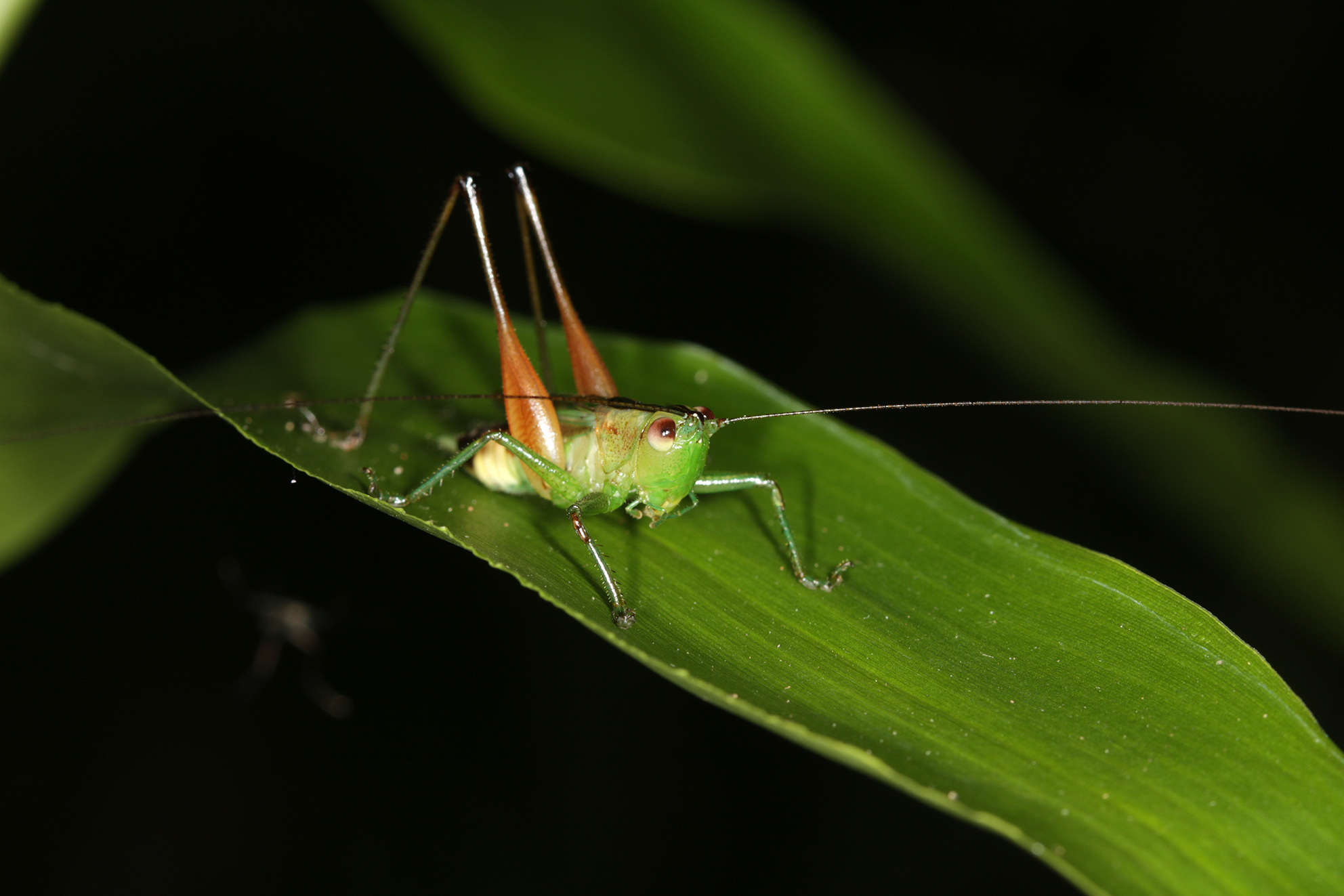 Conocephalus (Anisoptera) versicolor (Redtenbacher, 1891): male (Mato Grosso do Sul, Base de Estudos do Pantanal, December 2015). (Otu).
