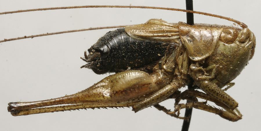 CollectionObject 1535000; 0c0c237c-d3cd-4e07-8c50-75caf4b7b77e: male, lateral view (syntype). (CollectionObject).