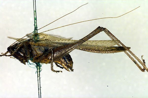 CollectionObject 1500245; 90826af5-1fb9-4b35-b7ee-f609c1bbe1db: male, lateral view (holotype). (CollectionObject).