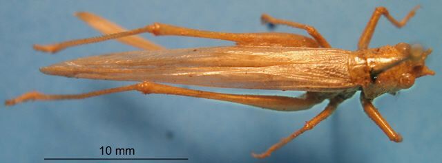 CollectionObject 1538280; a0825224-6e9c-40fa-b599-4ef442d726f3: female, dorsal view (syntype). (CollectionObject).