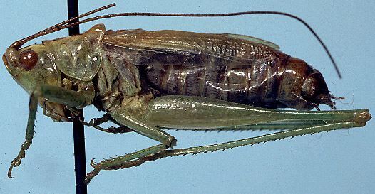 Conocephalus (Anisoptera) beybienkoi Storozhenko, 1981: male, lateral view (paratype). (Otu).