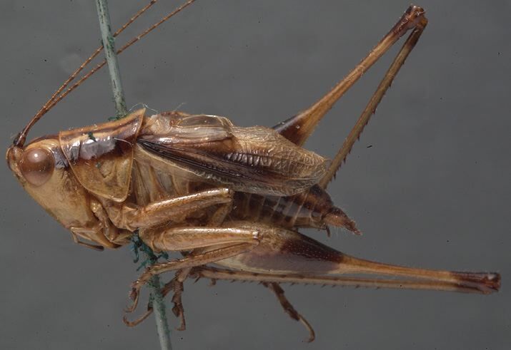 CollectionObject 1506616; a80ee0b6-0925-4ab4-aa44-7d7196dc58b4: male, lateral view. (CollectionObject).