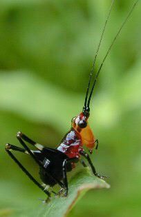 Conocephalus (Anisoptera) melaenus (Haan, 1843): nymph. (Otu).