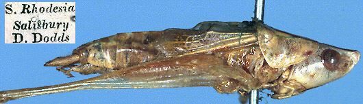 CollectionObject 1504881; 963b6618-9f37-42e8-a0eb-2f950d3065e5: male, lateral view (syntype). (CollectionObject).