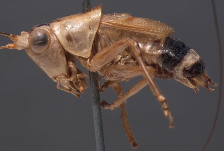 CollectionObject 1505662; 4d03707d-95a1-4e2a-9491-a537950fbedd: male, lateral view (holotype). (CollectionObject).