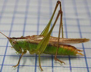 Conocephalus (Anisoptera) exemptus (Walker, 1869): male, lateral view. (Otu).