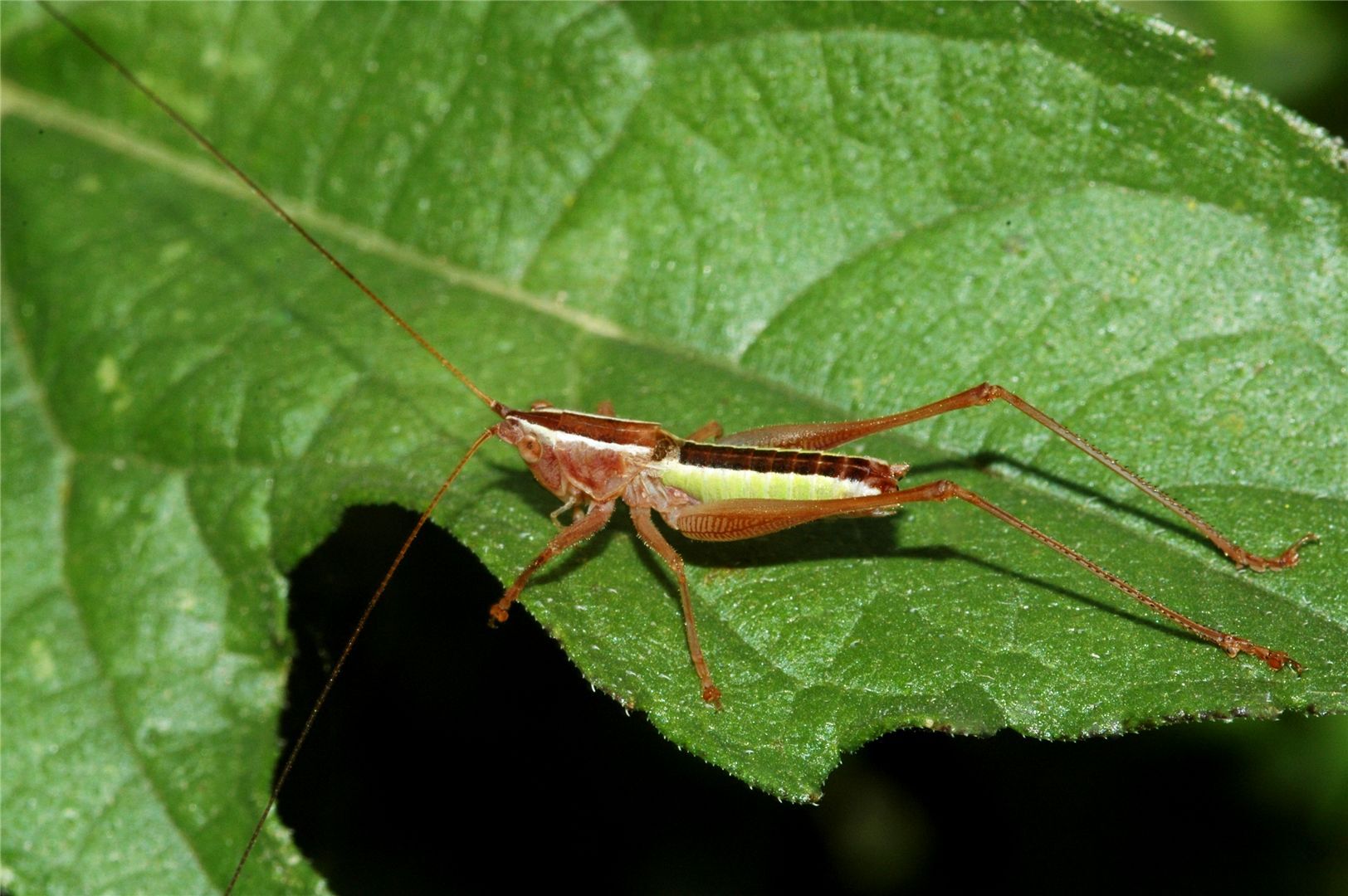 Conocephalus (Aphauropus) leptopterus Rehn & Hebard, 1915: male. (Otu).