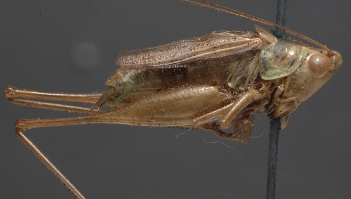 CollectionObject 1506622; 3224fc07-0736-4eea-bd97-1d54fe7c4cd5: male, lateral view. (CollectionObject).