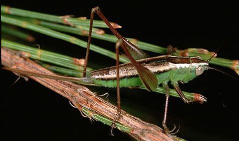 Conocephalus (Chloroxiphidion) albescens (Walker, 1869): female (Australia, NSW, Bawley Point). (Otu).