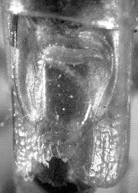 Conocephalus (Anisoptera) kisi gaukleri Harz, 1969: male tegmina (Turkey, Hatay Prov.). (Otu).