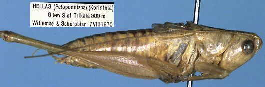 Conocephalus (Anisoptera) kisi kisi Harz, 1967: male (paratype). (Otu).