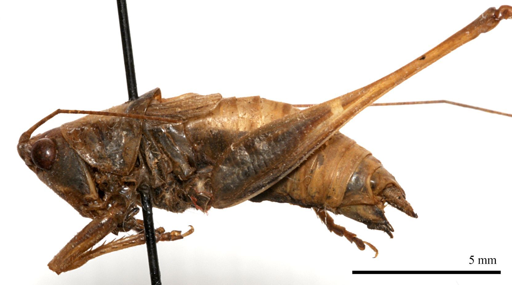 CollectionObject 1531490; 35e234e4-33ce-4b53-80ef-aad22376ff98: male, lateral view (holotype). (CollectionObject).