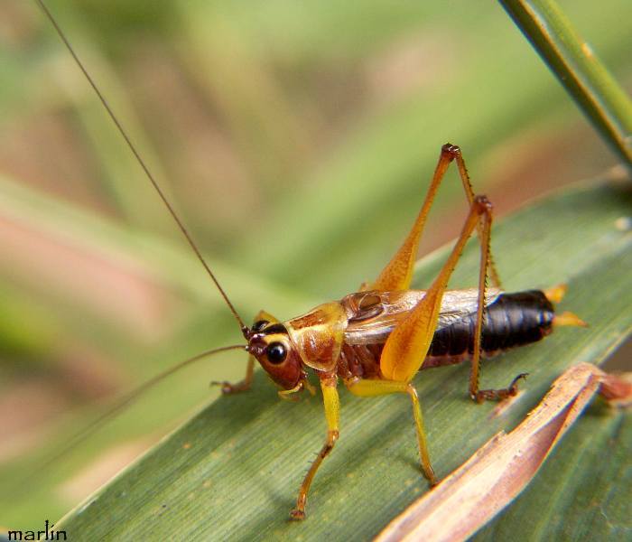 Conocephalus (Anisoptera) nigropleurum (Bruner, 1891): male (DuPage County IL, 23 August 23 2002). (Otu).