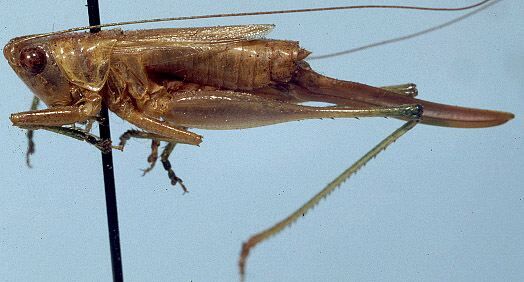 Conocephalus (Anisoptera) aigialus Rehn & Hebard, 1915: female, lateral view (allotype). (Otu).