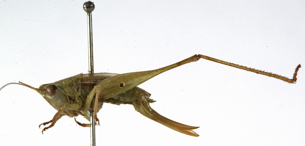 CollectionObject 1529618; 33b92635-3d8e-416f-9748-a0e79f3e9107: female, lateral view (holotype). (CollectionObject).