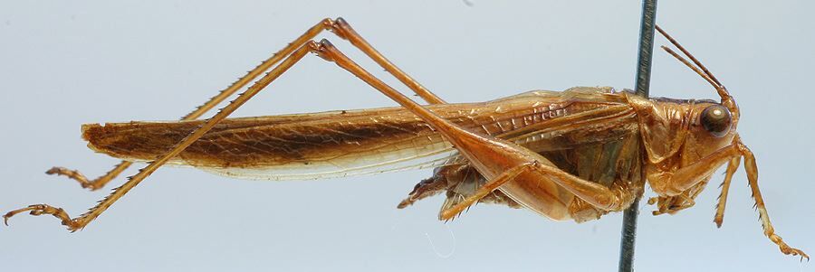 CollectionObject 1516771; 7f8b7bd9-420e-4fbf-a268-f6b9433befc1: male, lateral view (holotype). (CollectionObject).