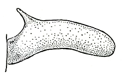 Conocephalus (Anisoptera) attenuatus (Scudder, 1869): Pl. IV, Fig. 135. male left cercus, dorsal view. (Otu).