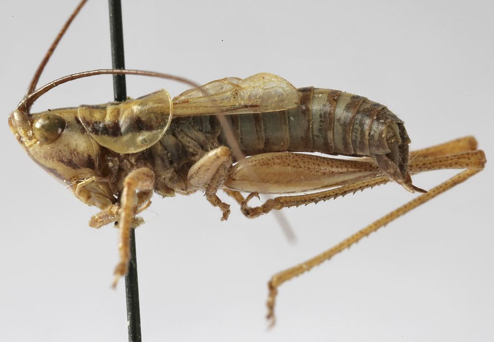 Conocephalus (Conocephalus) basutoanus Chopard, 1955: male habitus, lateral view (paratype). (Otu).