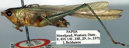 CollectionObject 1504075; 71284be6-01f7-43a8-a3ce-5a9eb7f964b4: male, lateral view (holotype). (CollectionObject).