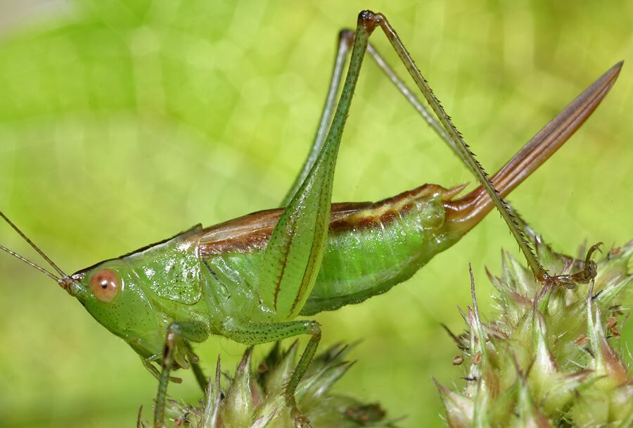 Conocephalus (Anisoptera) brevipennis (Scudder, 1862): female, lateral view. (Otu).