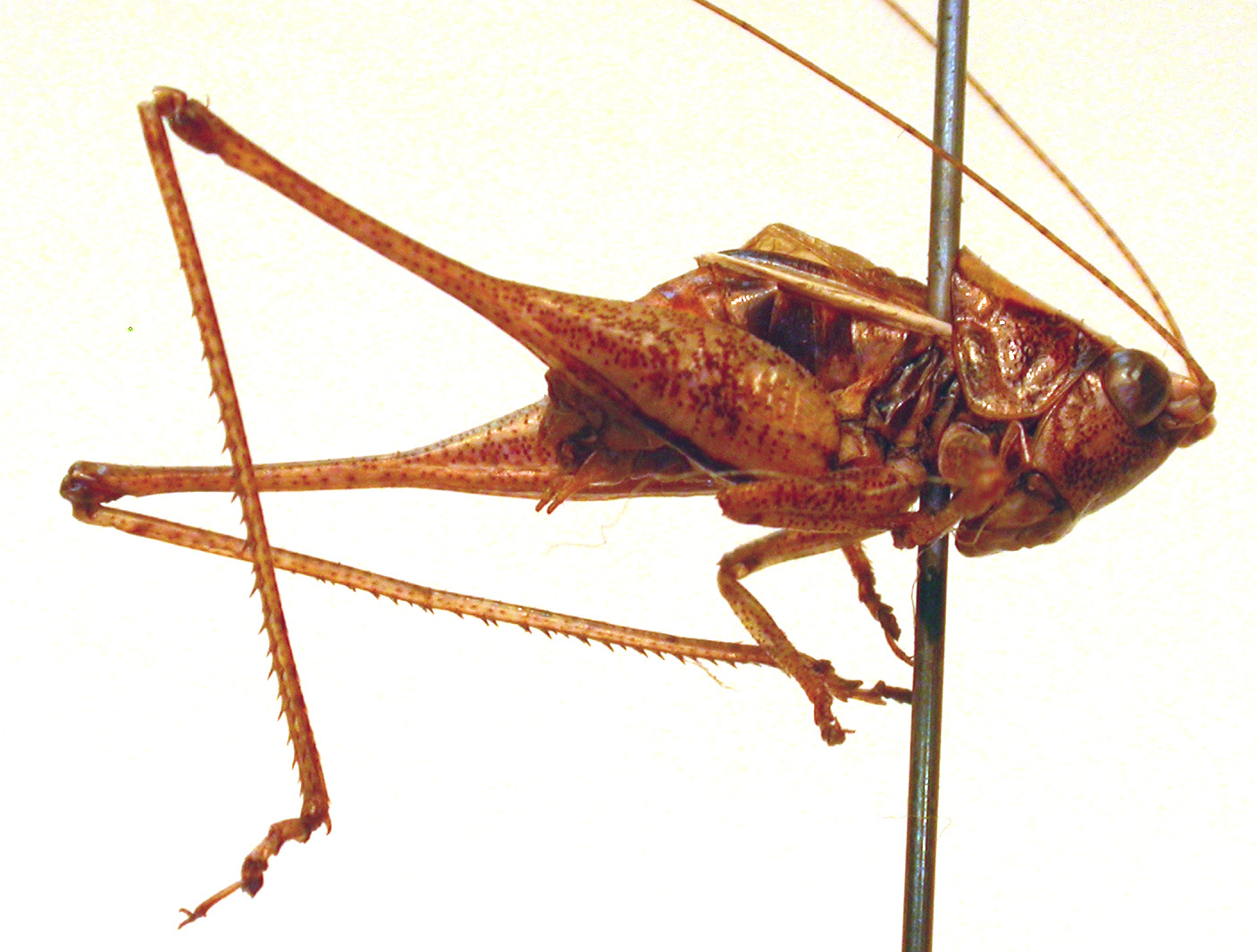 CollectionObject 1543489; 2c32da22-4732-46c0-bc70-65cc1668e33f: male, lateral view (holotype). (CollectionObject).