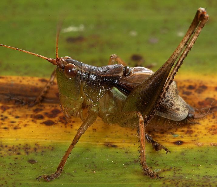 Thyridorhoptrum carbonarium (Redtenbacher, 1891): male (Guinea, near Banko). (Otu).